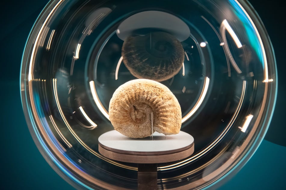 Neben Muscheln ist unter anderem auch ein fossiler Ammonit ausgestellt.