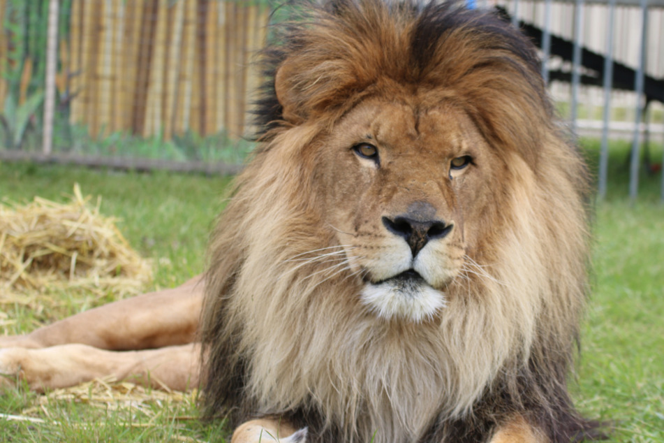 Löwe Kasanga liegt in seinem Freigehege im Circus Krone.