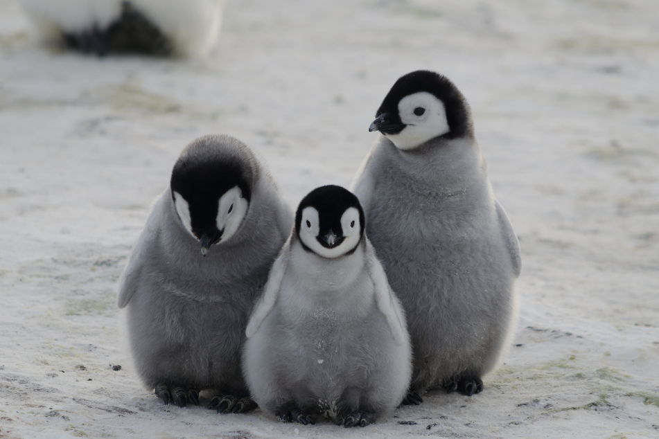 baby penguins cuddling