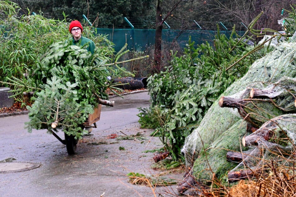 400 Weihnachtsbäume hortet der Zoo.