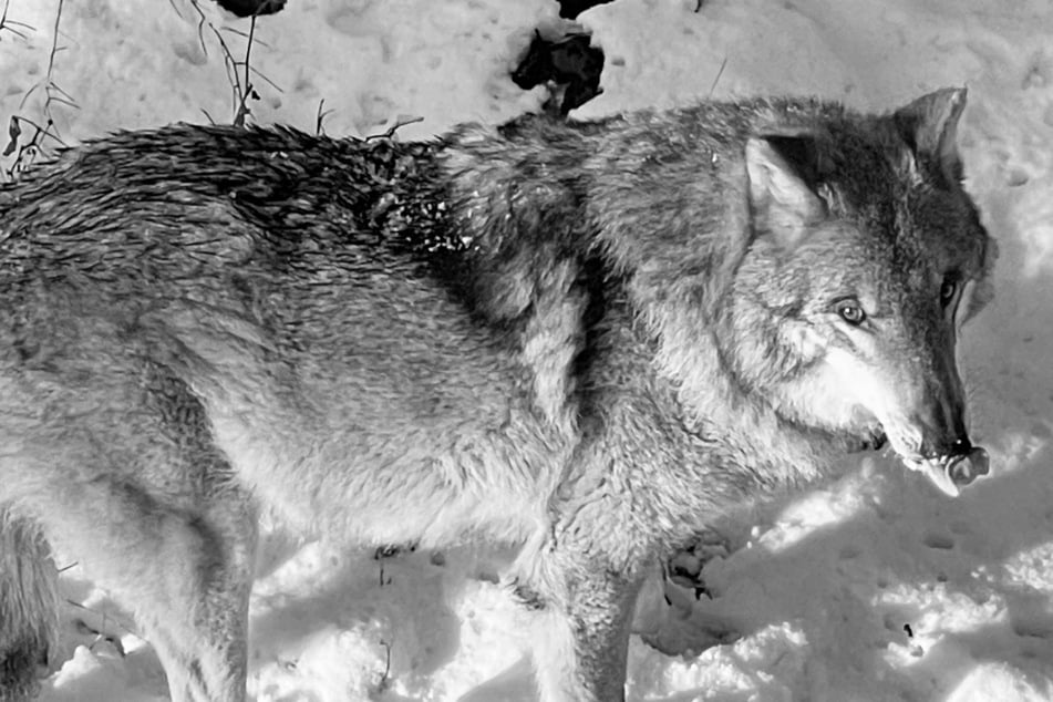 Wölfe: Wolf August starb einsam im Wildgehege: Das ist der Grund!