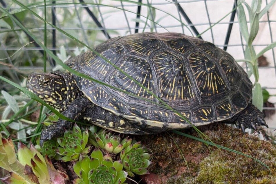 Sechs Tage lang war eine Schildkröte aus Mainz ausgebüxt und konnte am Montag schließlich wieder ihrer rechtmäßigen Besitzerin übergeben werden.