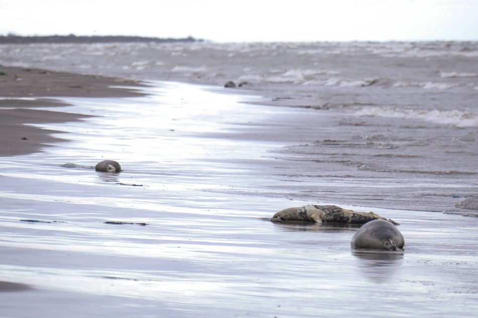 Hundreds of endangered seals wash up dead on Caspian Sea shores