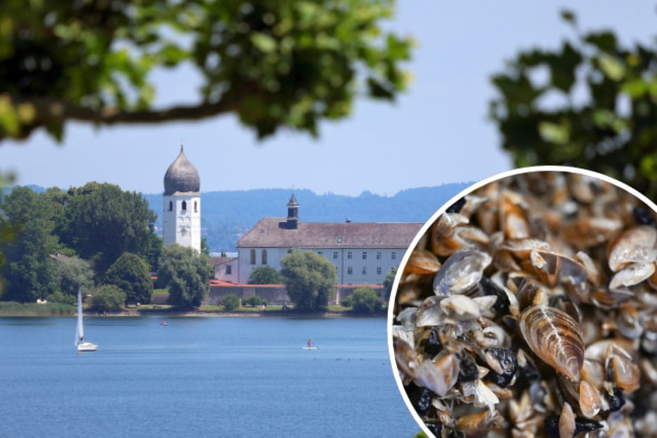 Plage im Chiemsee: Quaggamuschel vermehrt sich rasant