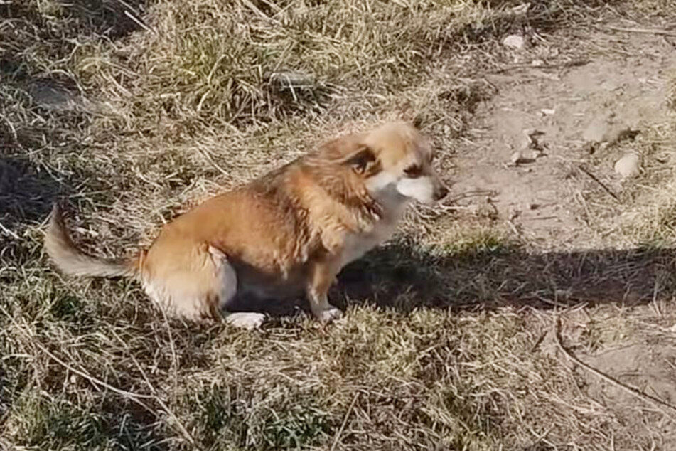 Dieser süße Hund saß verlassen in der Ukraine im Gras. Dann kam die Rettung.