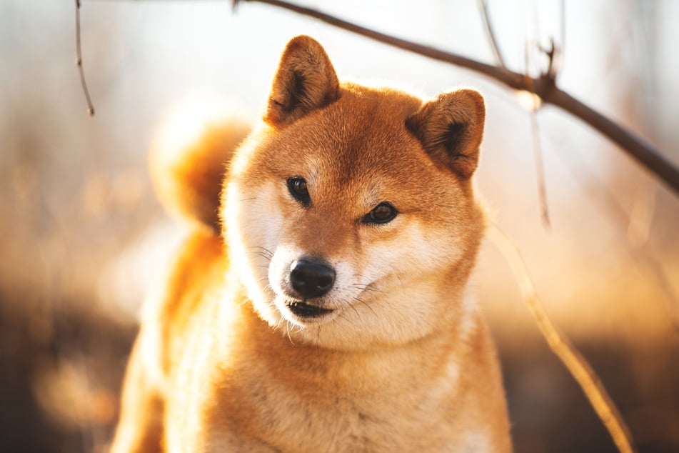 Shiba Inus are smart dogs and can be persuasive.
