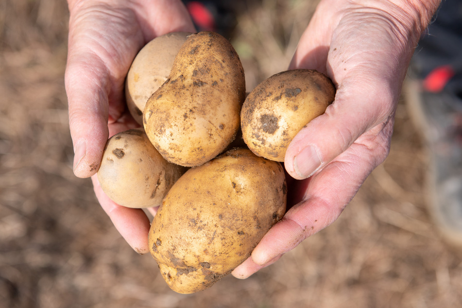 Zu etwa 55 Prozent wäre die Selbstversorgung mit Kartoffeln möglich.