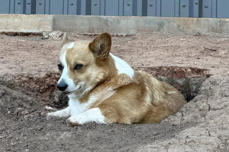 Der kleine Corgi hatte wohl nicht den besten Tag und zog sich daher in ein Erdloch zurück.