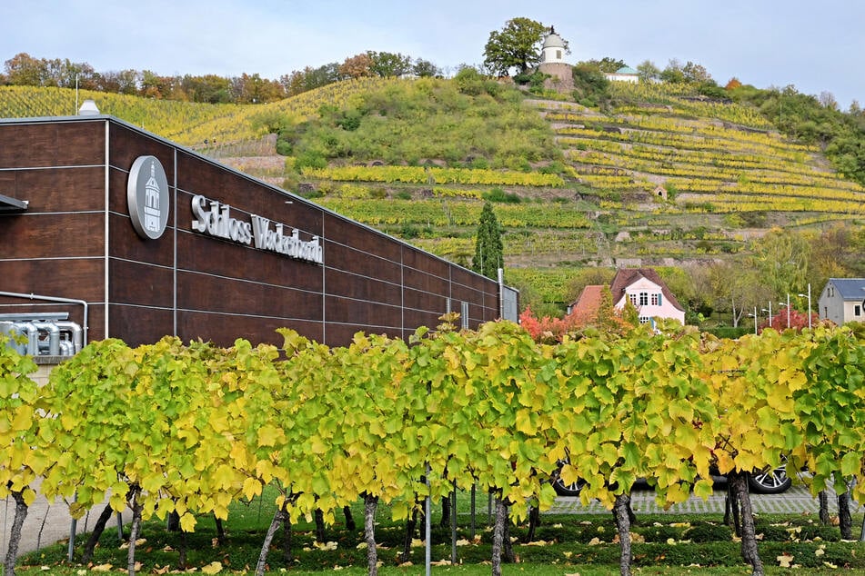 Bei der Weinwanderung könnt Ihr vier verschiedene Weine verkosten.