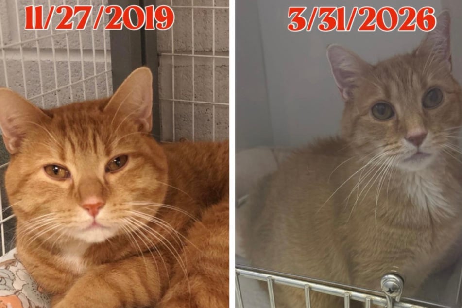 Carlton muss wieder zurück ins Tierheim, dort stellen Ärzte etwas fest