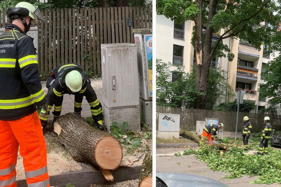 Beim Zersägen wird deutlich: Der "Ast" hat einen erheblichen Durchmesser.
