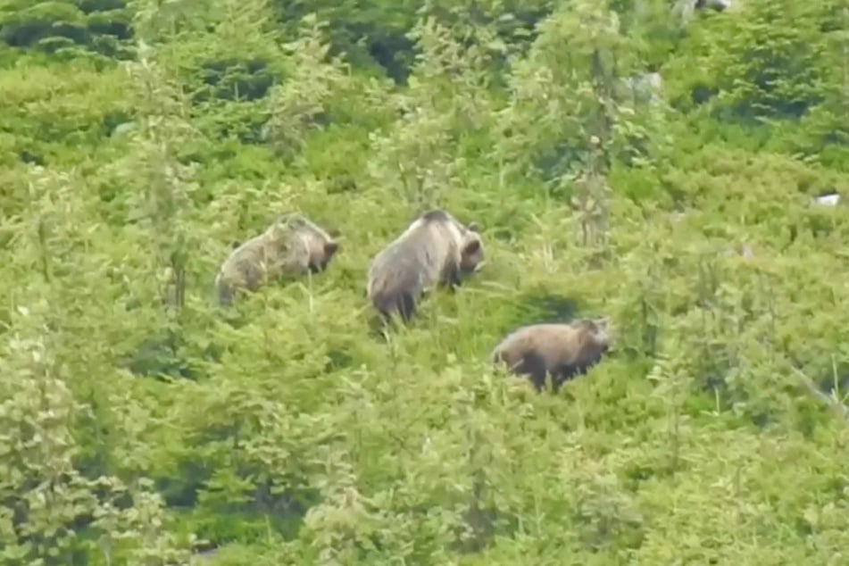 Mitarbeiter des Tatra-Nationalparks entdeckten und dokumentierten drei Bären, die am Hang grasten. Das Material wurde auf Instagram veröffentlicht.