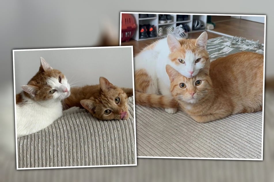 Sammy und Felix müssen sich schweren Herzens von ihrem Zuhause und ihrem Herrchen trennen.