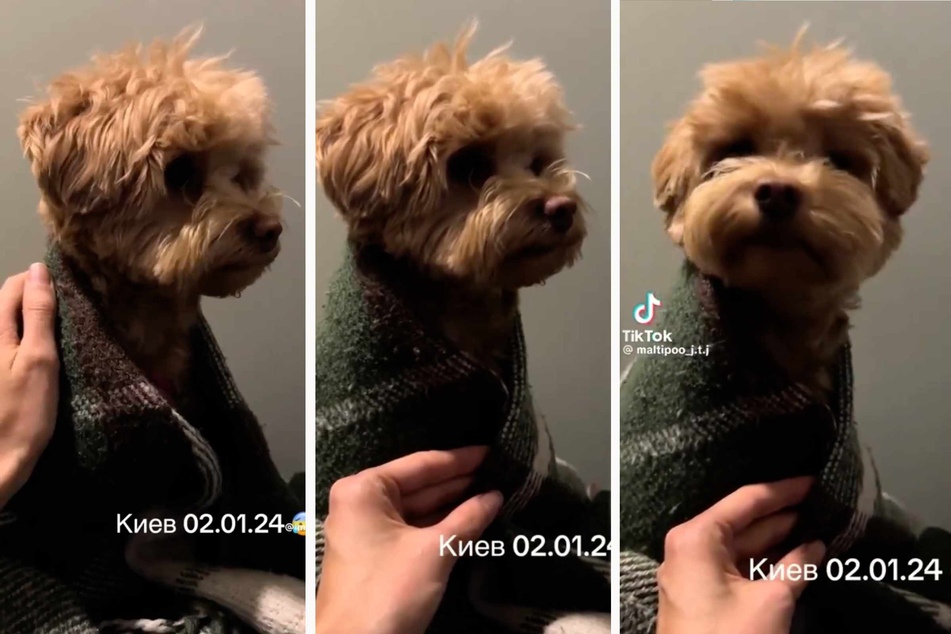 Während russischer Raketenangriffe in Kiew reagierte der Hund völlig verängstigt und zitterte am ganzen Körper.