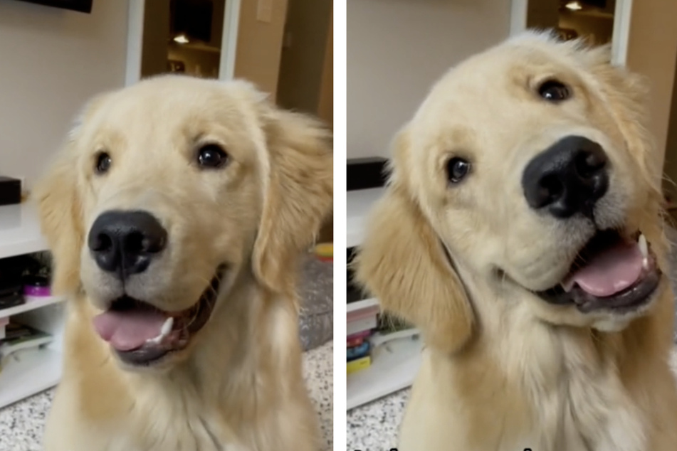 Besitzerin sagt alle Lieblingswörter ihres Hundes: So ulkig reagiert der Golden Retriever