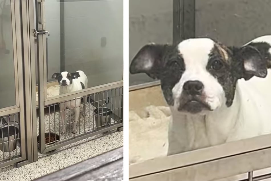 "Milkbun" wurde sechs Monate nach ihrer Adoption wieder im Tierheim abgegeben. Sie reagierte völlig verängstigt.