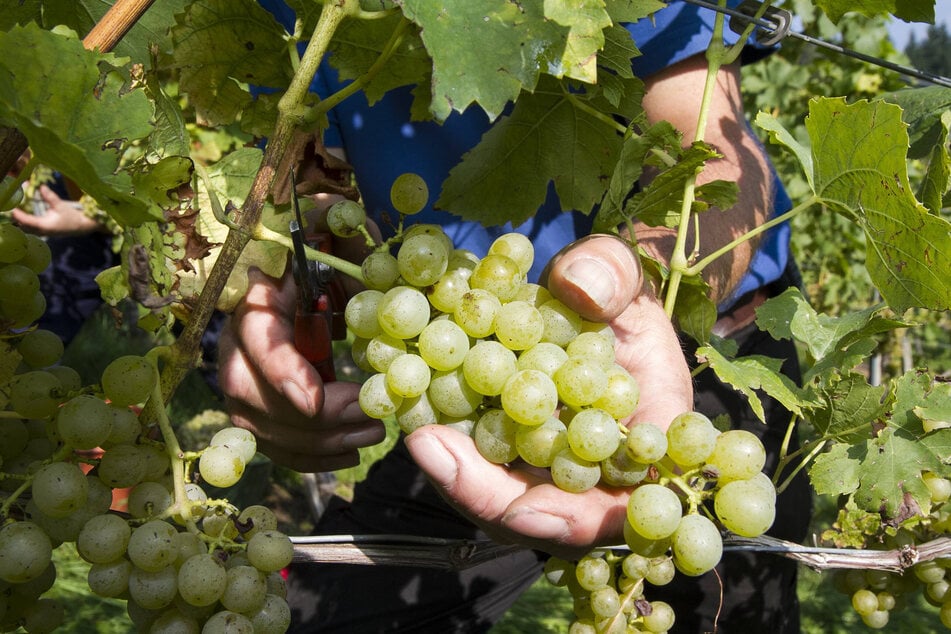 Die Ortenau gilt als Wiege des Rieslings - der in Durbach übrigens "Klingelberger" heißt.