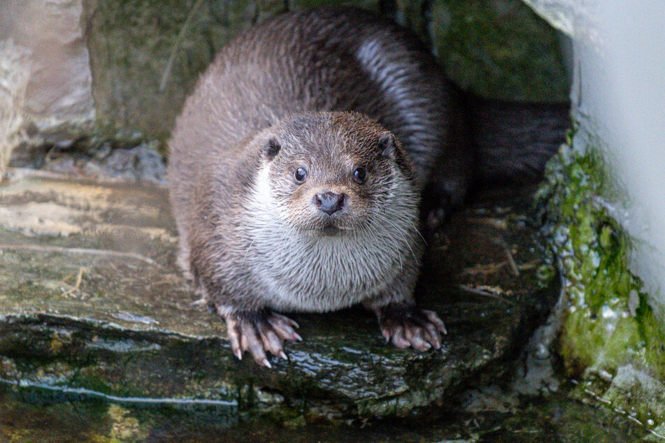 Fischotter Dexter badet für sein Leben gern. Zwischendurch lässt er sich kleine Leckereien schmecken.