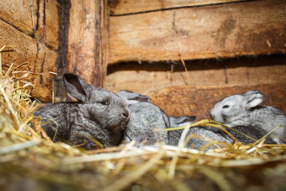 Im Winter sorgt extra viel Stroh zum Einkuscheln und Wärmen der Kaninchen.