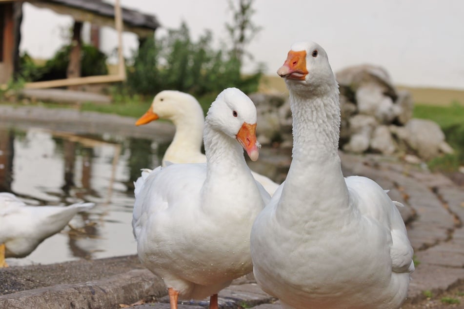 Los gansos pueden vivir en el refugio de animales de Múnich de forma adecuada y chapotear en el agua al aire libre.