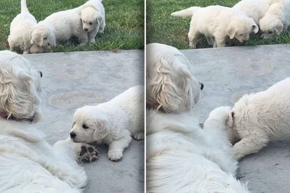 Aua: Golden-Retriever-Oma Lucy will nicht spielen, erteilt dem Welpen eine harte Abfuhr, indem sie dessen Kopf auf den Boden drückt.