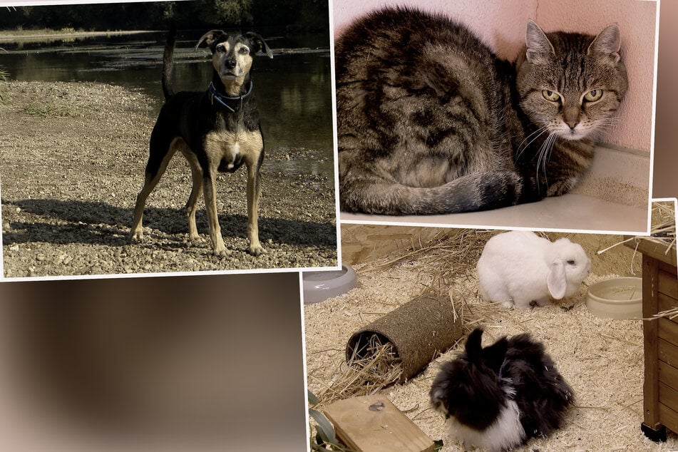 Ein fitter Hunde-Opi, ein haariges Hasen-Duo und 98 Katzen: Tierheim Dessau platzt aus allen Nähten