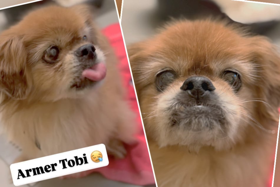 ¿No es adorable este pequeño enano?