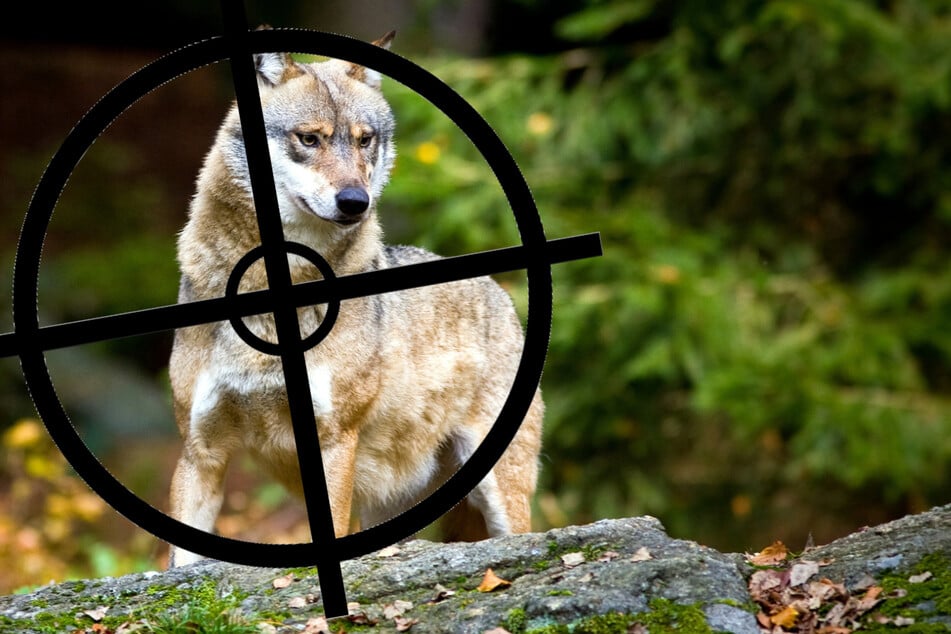 Wölfe sollen künftig weniger geschützt werden. Ein Freifahrtschein für die Jagd auf die Tiere ist das jedoch nicht. (Symbolbild)