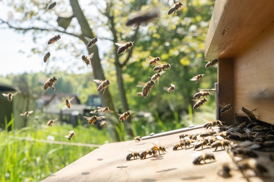 Verrückt: Unsere Handys vibrieren in der gleichen Frequenz, wie Bienen summen!