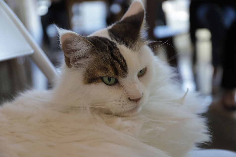 Ragdolls are famous for being remarkably puffy and fluffy, and are some of the best indoor cats.