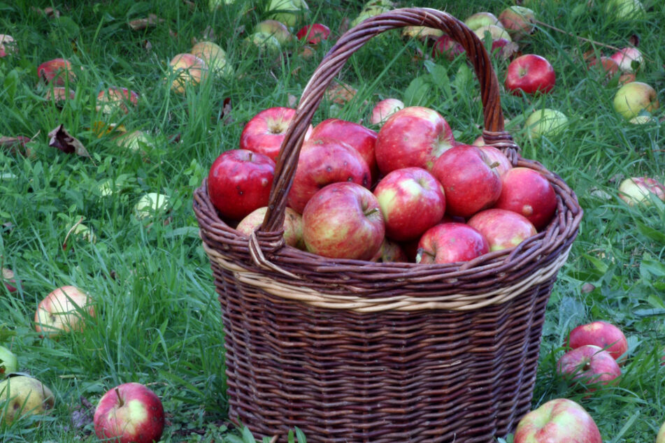 Tipps rund um Garten und Ernte bekommt Ihr Samstag in Dresden-Laubegast.