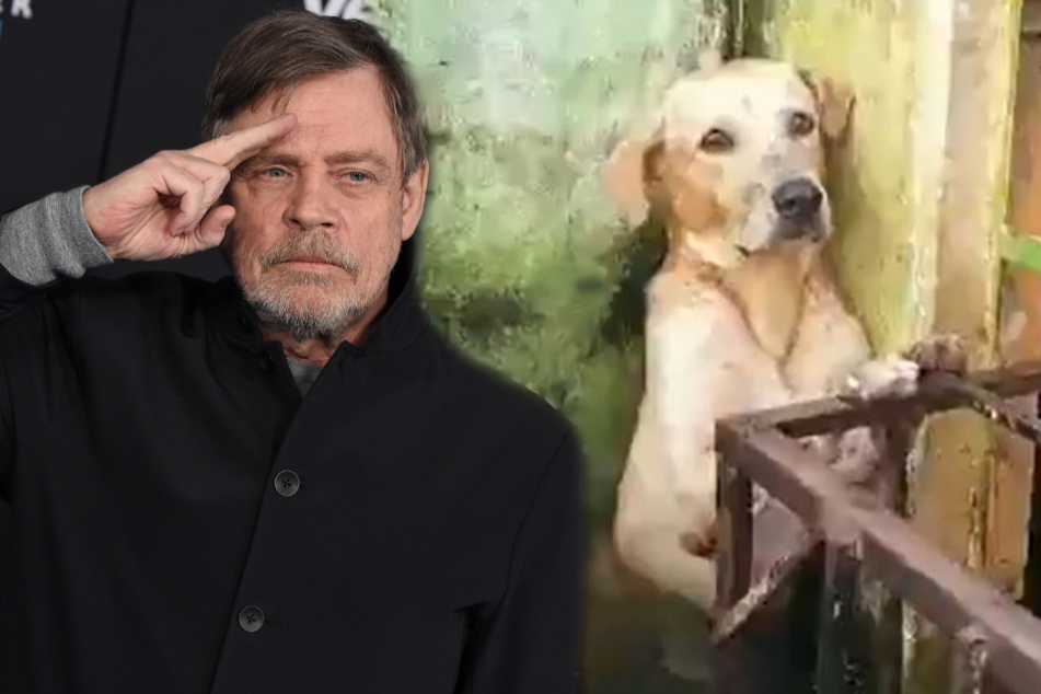Warum berührt dieser Hund das Herz aller? Sogar "Luke Skywalker"!