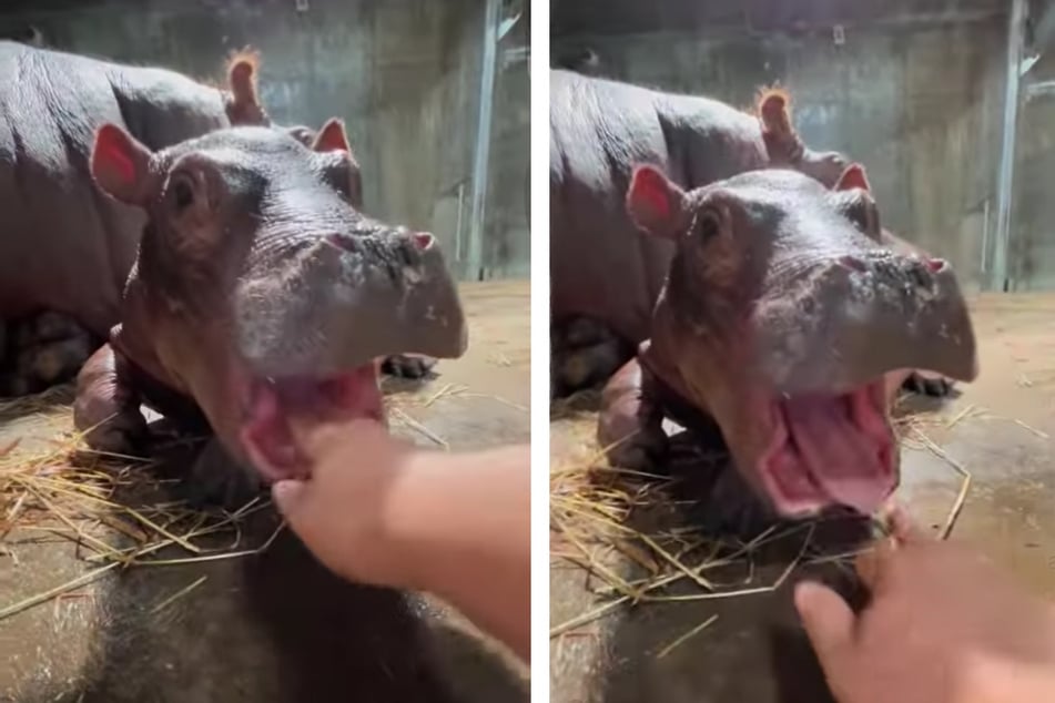 Fritz gets a mouth massage from a zookeeper.