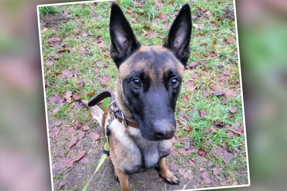 Der schüchterne, junge Hund braucht Zeit, bis er Menschen vertraut.