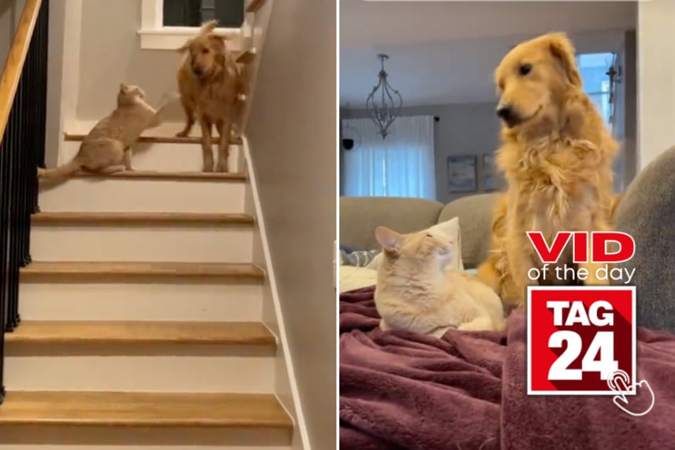 viral videos: Viral Video of the Day for March 12, 2024: Golden retriever secretly tries to sneak past "spicy kitty" sibling!