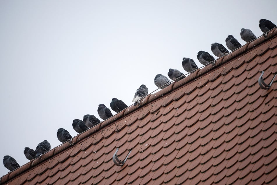 Um Tauben von Dächern zu vertreiben, müssen besondere Maßnahmen ergriffen werden.