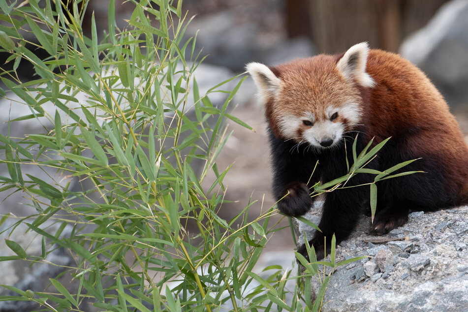 Rote Pandas bereichern Karlsruher Zoo