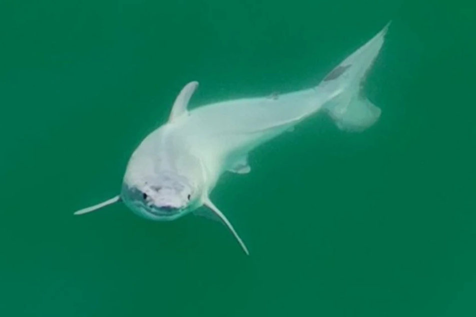 Anderthalb Meter lang und schneeweiß: Wurde hier erstmals ein neugeborener Weißer Hai gefilmt?