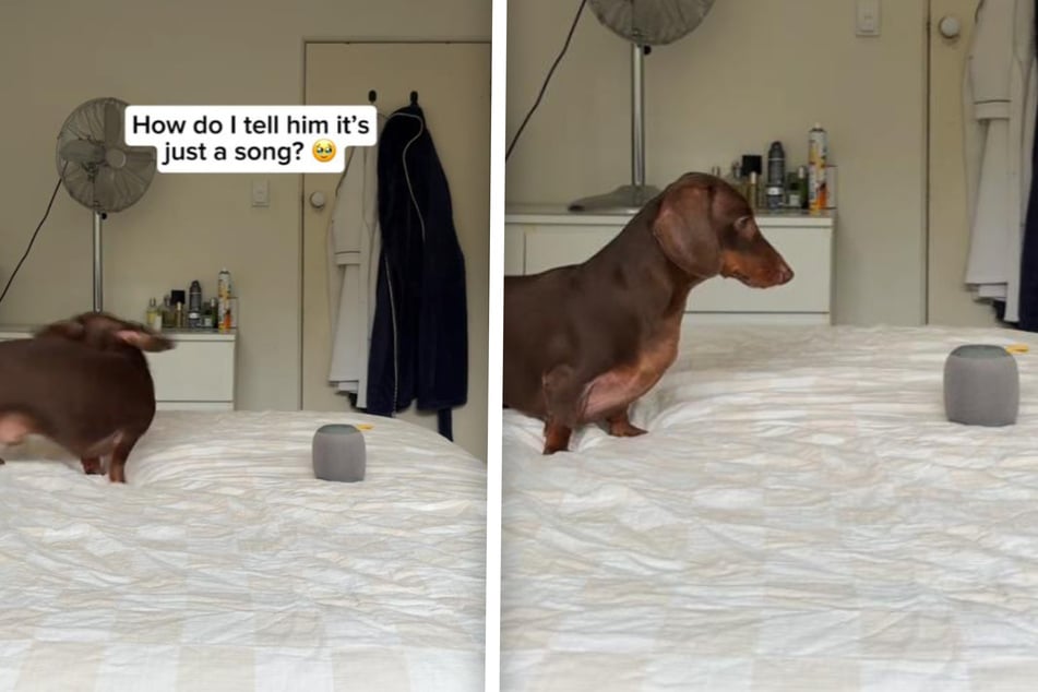 Dog hilariously follows the "commands" of a pop song in silly viral video!