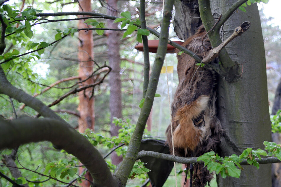 Kadaver hängt seit Wochen am Baum: Tote Hirschkuh wird zum Fall für die Wissenschaft