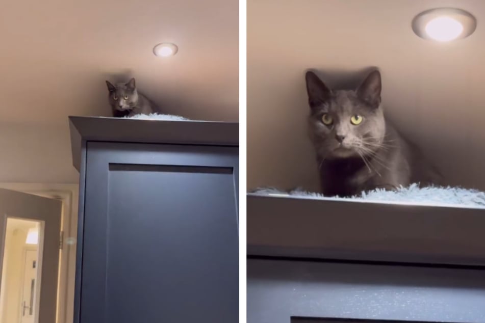 Katze will nicht mehr vom Kühlschrank runter: Mit ihrer Lösung machen die Besitzer alles noch schlimmer