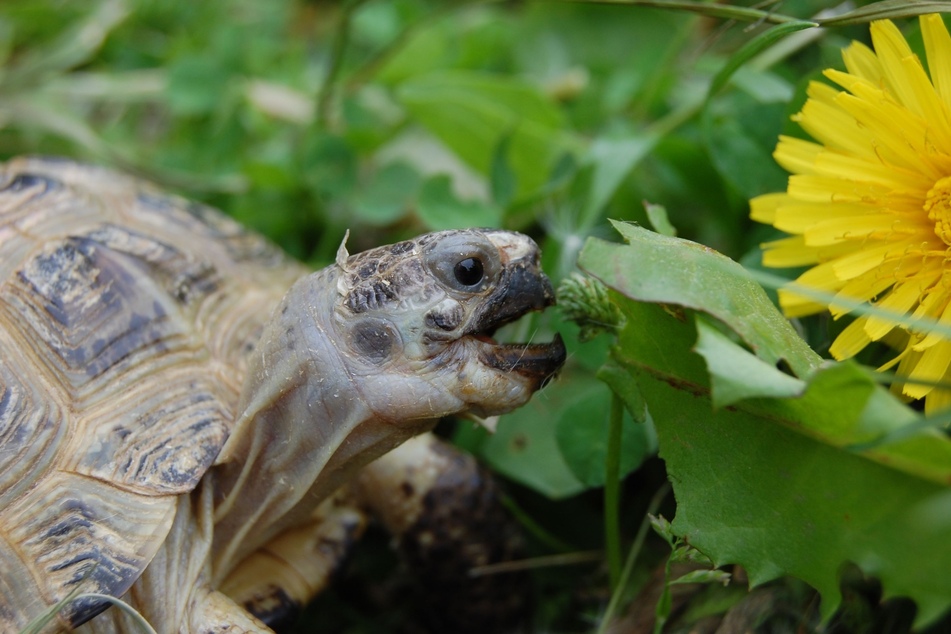 Die meisten Schildkröten fressen gern Pflanzen.