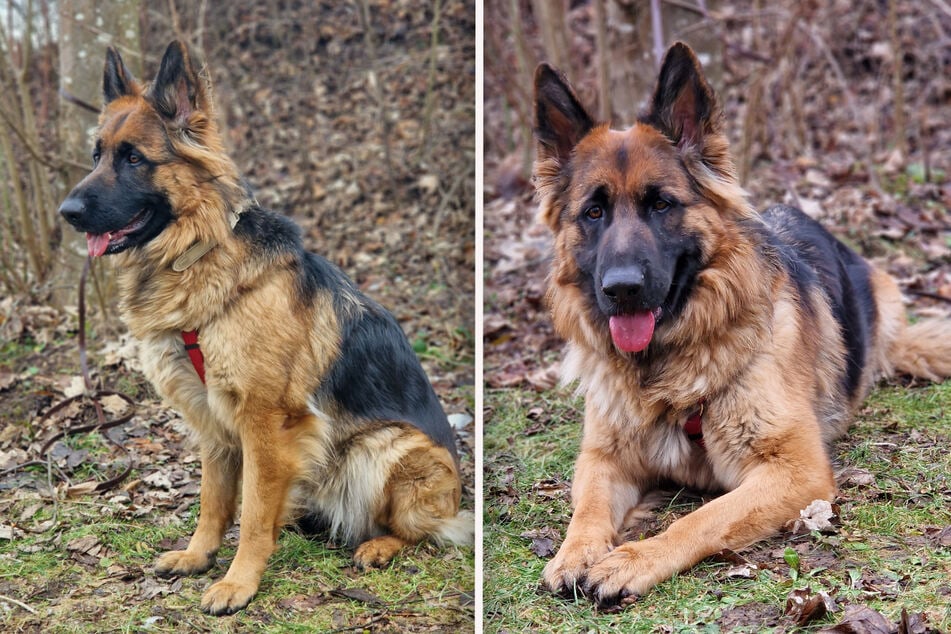 Schäferhündin Verona hat im Trainingsprogramm des Tierheims schon einiges dazugelernt.