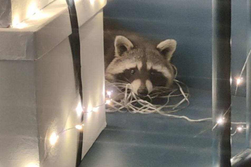 Der Waschbär versteckt sich hinter einer Weihnachtsdekoration.