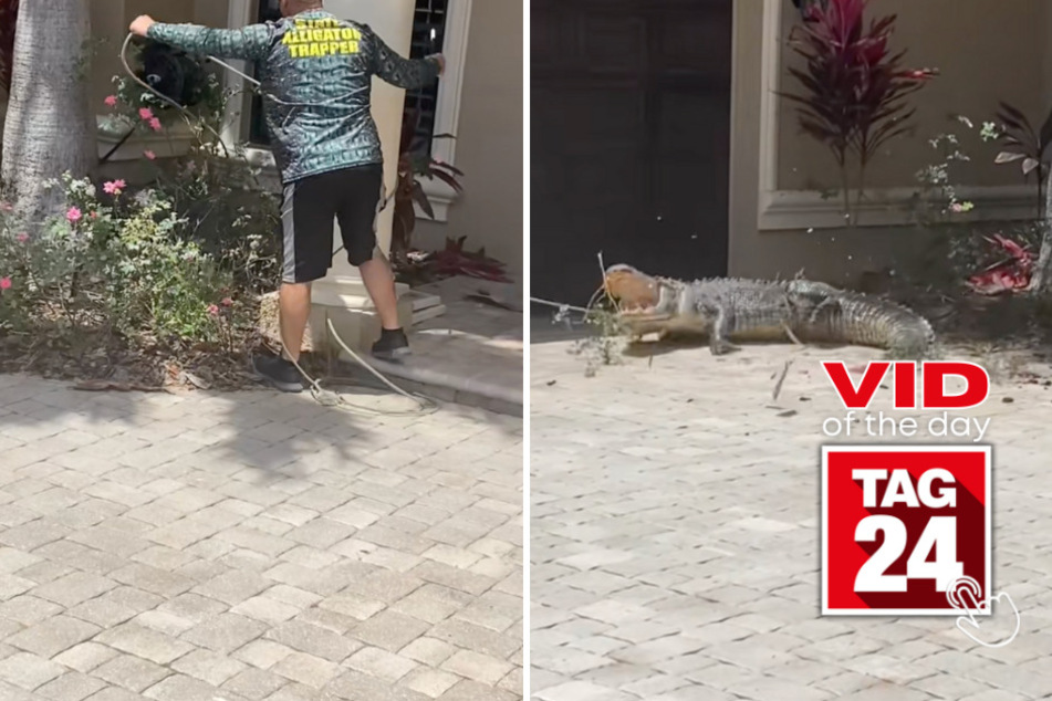 viral videos: Viral Video of the Day for September 27, 2023: Alligator trapper scores a jaw-dropping catch!