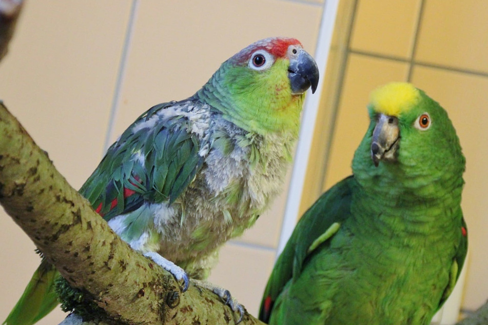 Besondere Liebesgeschichte: Dieses Papageien-Paar lässt Herzen schmelzen
