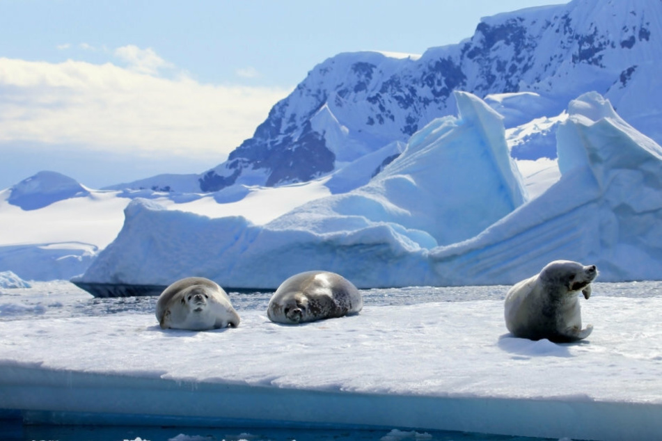 Ice (and seals) as far as the eye can see: only a few people want to live in the heart of Antarctica (stock image).