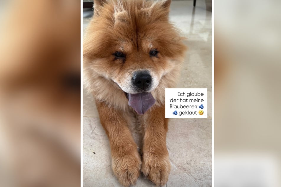 Der unbekannte Chow Chow hatte sich durch einen Spalt in der Balkontür Zutritt zum Hotelzimmer der Promi-Lady verschafft.