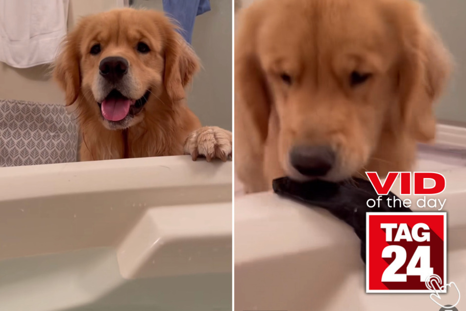 Today's Viral Video of the Day shows a golden pup who hilariously fails at trying to treat her owner during a relaxing bubble bath.