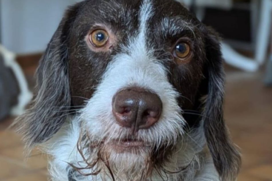 Un perro mestizo de raza de caza llamado Rudi fue entregado en el refugio para animales de Bergheim debido a la sobrecarga.